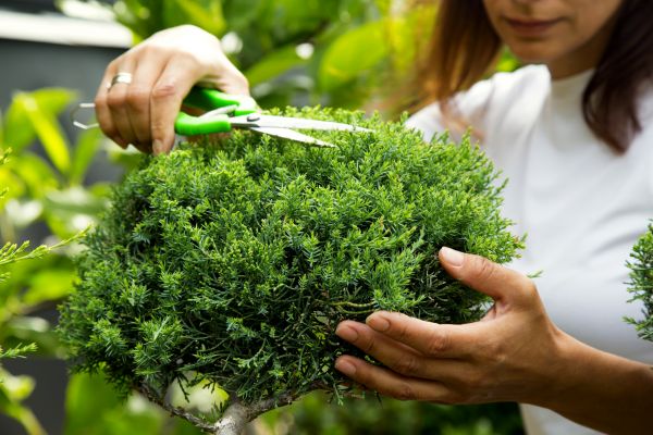 Cost of Juniper Shrub Pruning in Chillicothe