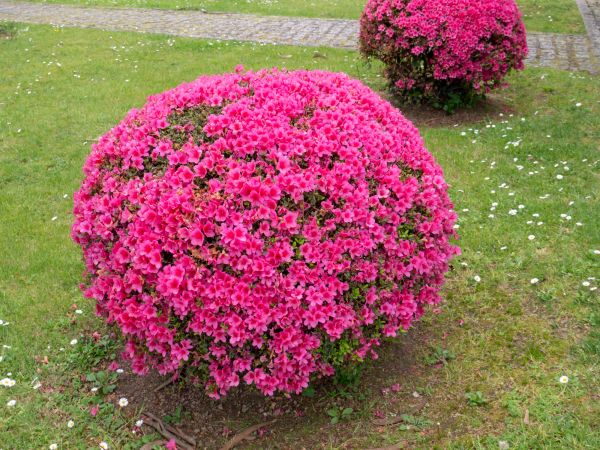 Cost of Rhododendron Pruning in Chillicothe