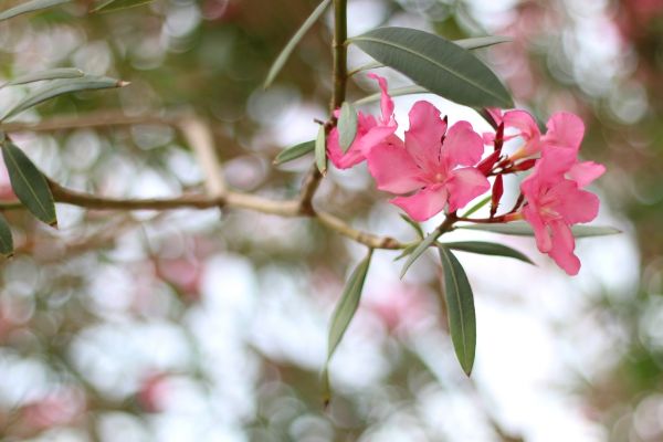 Cost of Oleander Removal in Chillicothe