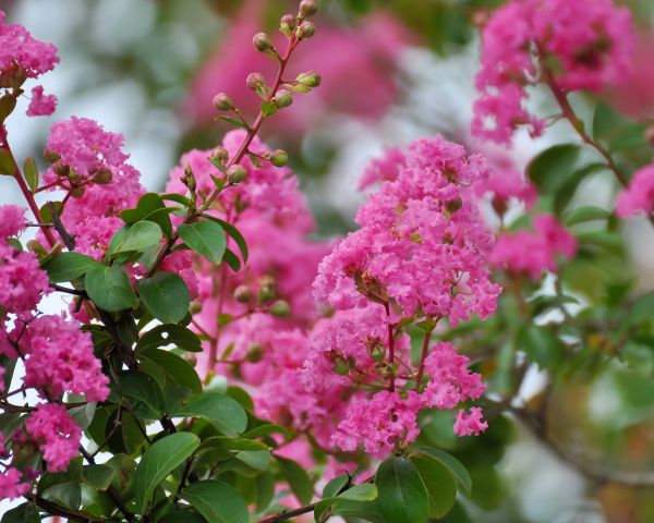 Cost of Crepe Myrtle Removal in Chillicothe