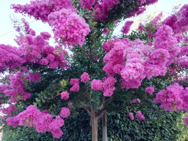 Cost of Crape Myrtle Pruning in Chillicothe