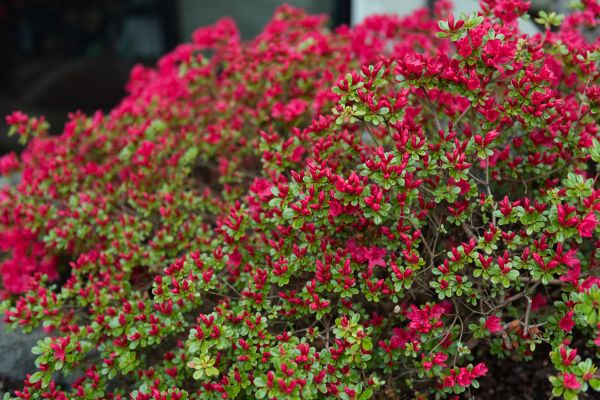 Cost of Weigela Removal Service in Chillicothe