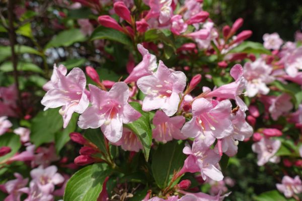Cost of Weigela Pruning Service in Chillicothe