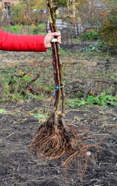 Cost of Shrub Root Removal in Chillicothe