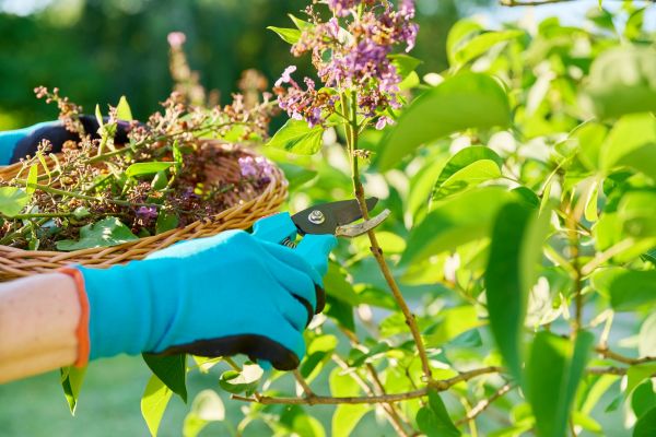 Cost of Lilac Trimming Service in Chillicothe
