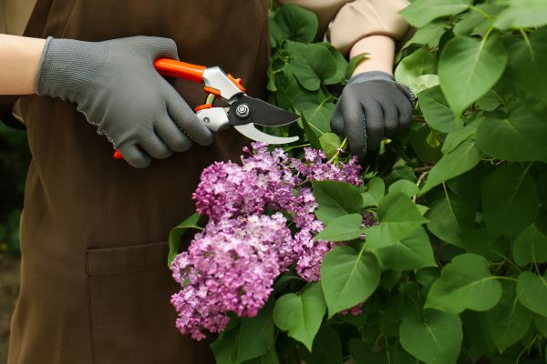 Cost of Lilac Pruning Service in Chillicothe