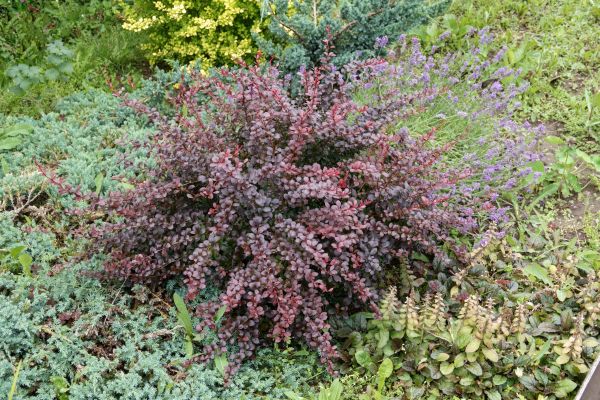 Cost of Japanese Barberry Removal in Chillicothe