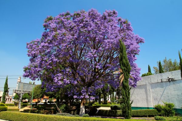 Cost of Jacaranda Pruning in Chillicothe