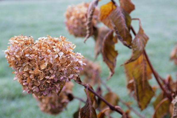 Cost of Hydrangea Removal in Chillicothe