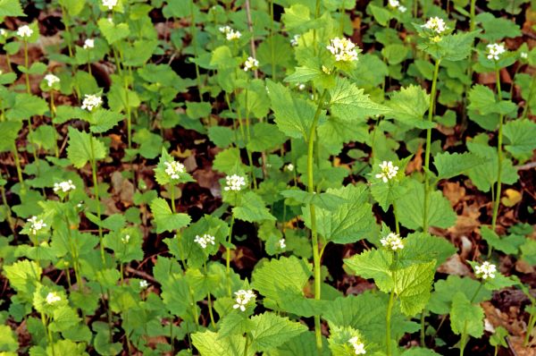 Cost of Garlic Mustard Removal in Chillicothe