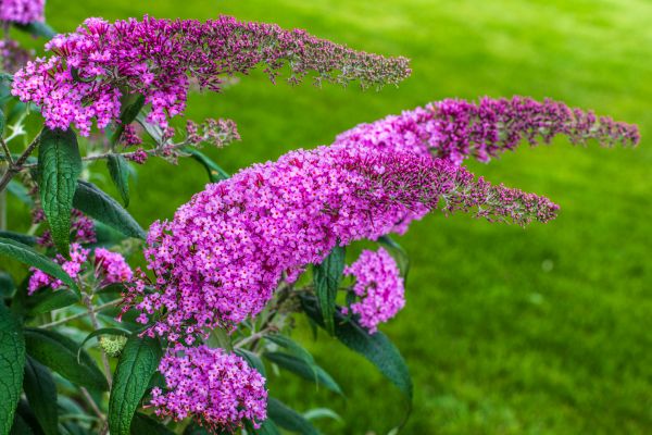 Cost of Butterfly Bush Removal in Chillicothe