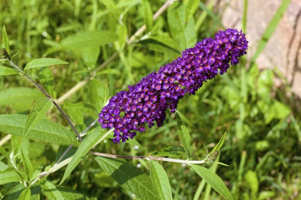 Butterfly Bush Pruning in Chillicothe
