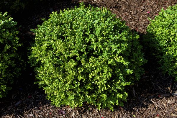 Cost of Boxwood Removal in Chillicothe