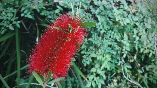 Cost of Bottlebrush Pruning in Chillicothe