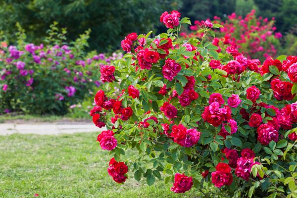 Shrub Trimming in Chillicothe