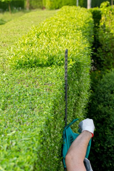 Hedge Trimming in Chillicothe